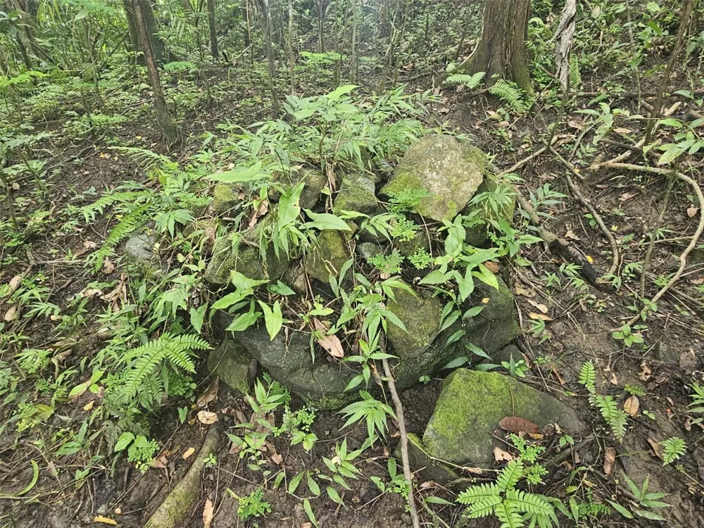 PR 970 MAIZALES WARD Naguabo, PR 00718