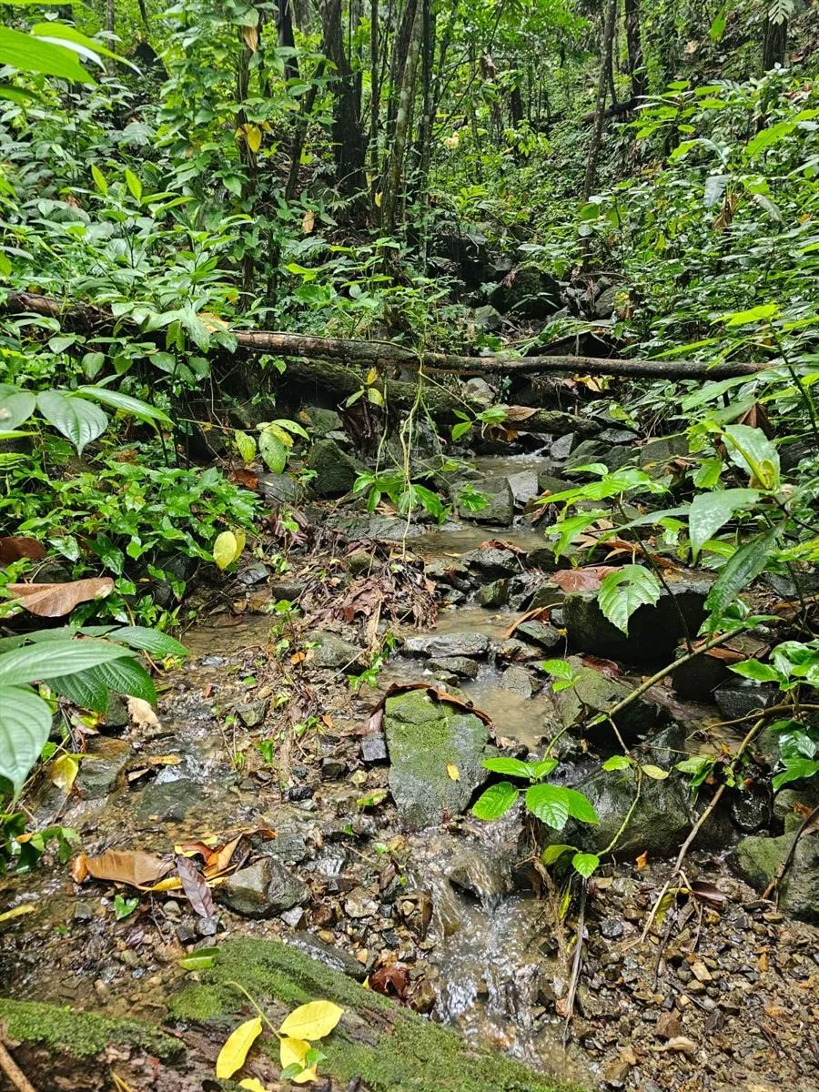 PR 970 MAIZALES WARD Naguabo, PR 00718