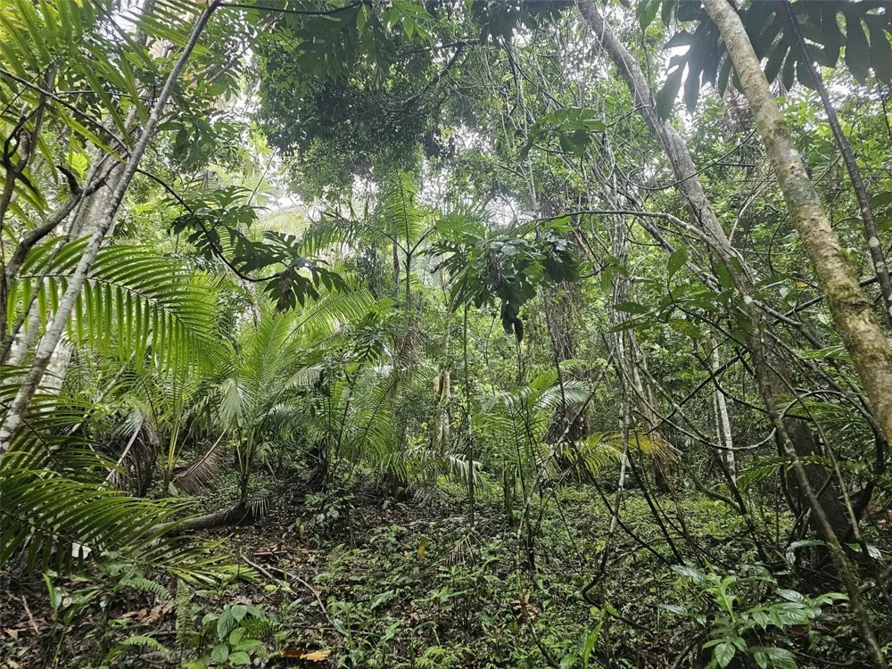 PR 970 MAIZALES WARD Naguabo, PR 00718