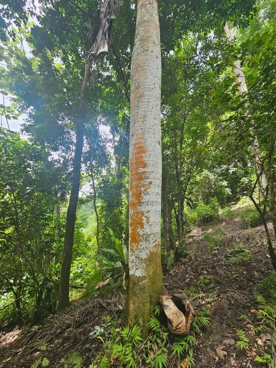 PR 970 MAIZALES WARD Naguabo, PR 00718