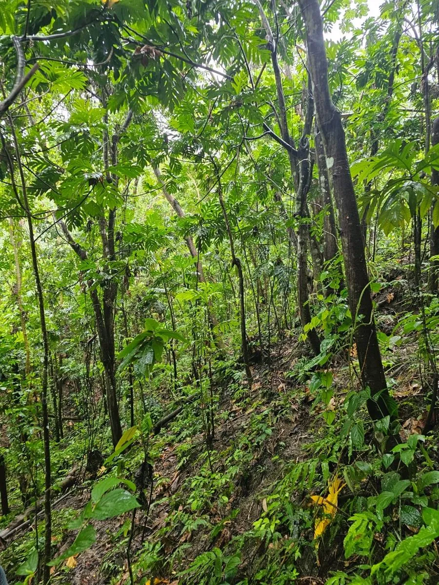PR 970 MAIZALES WARD Naguabo, PR 00718