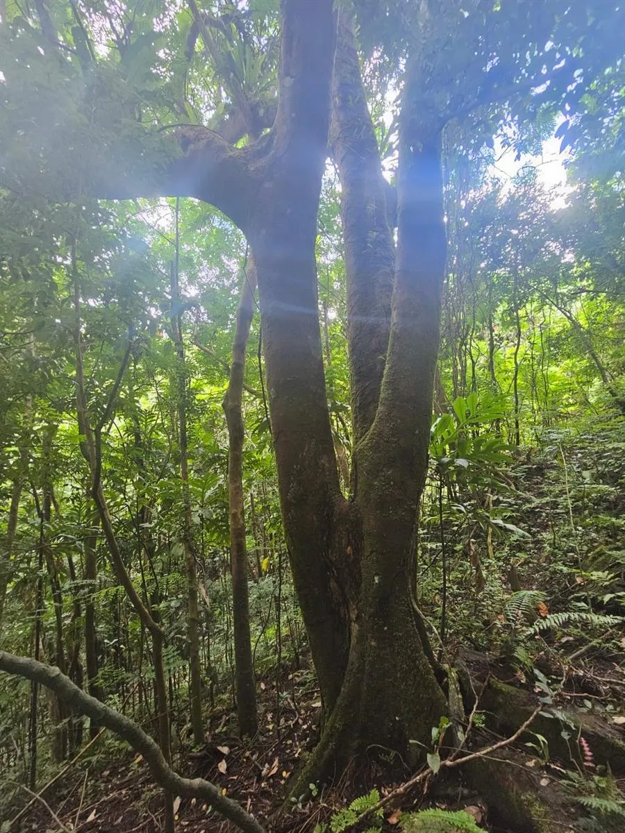 PR 970 MAIZALES WARD Naguabo, PR 00718
