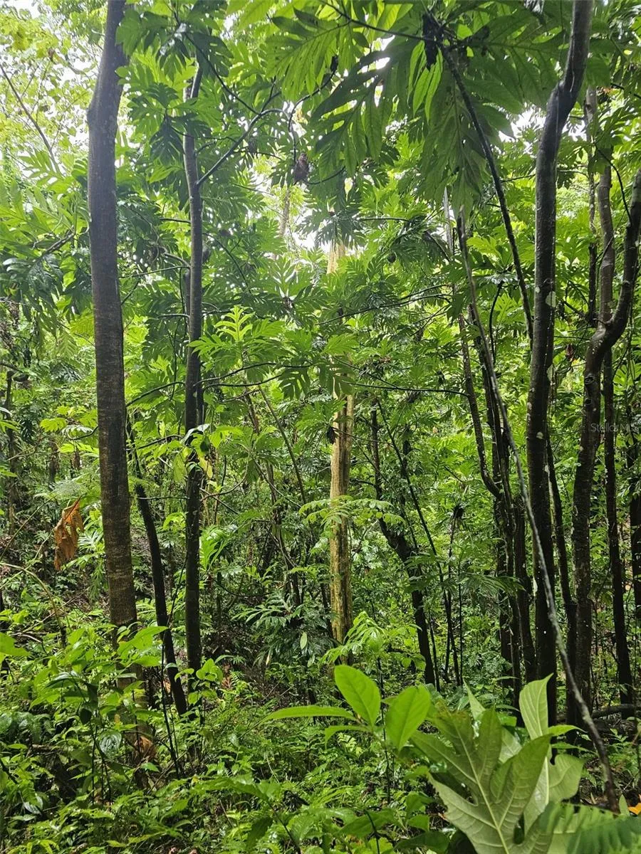PR 970 MAIZALES WARD Naguabo, PR 00718