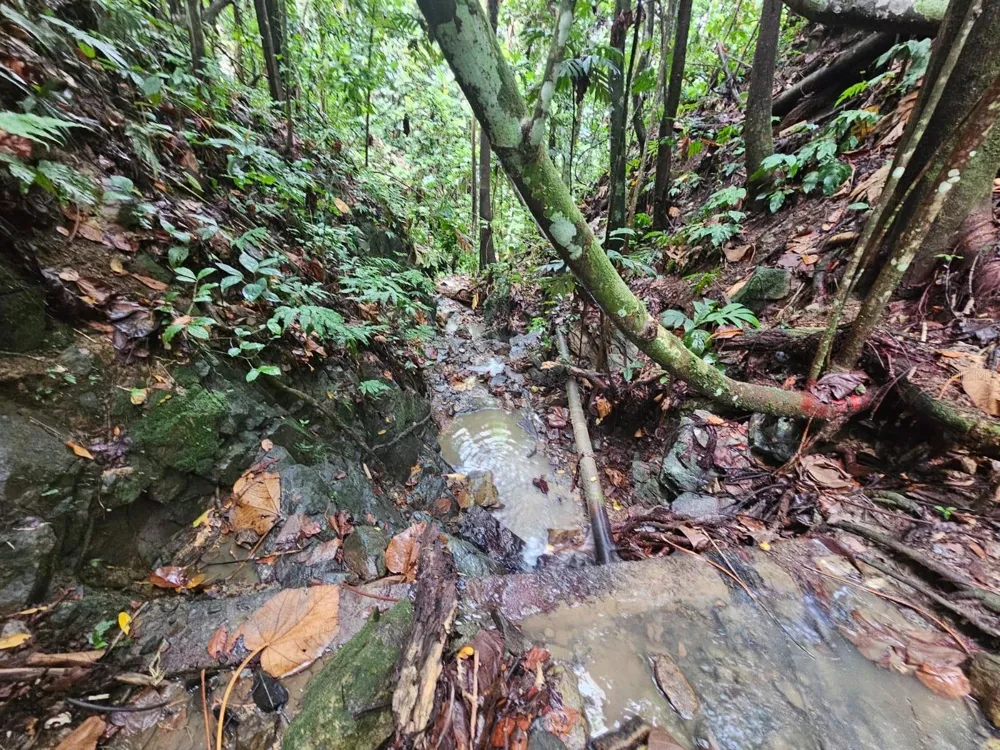 PR 970 MAIZALES WARD Naguabo, PR 00718