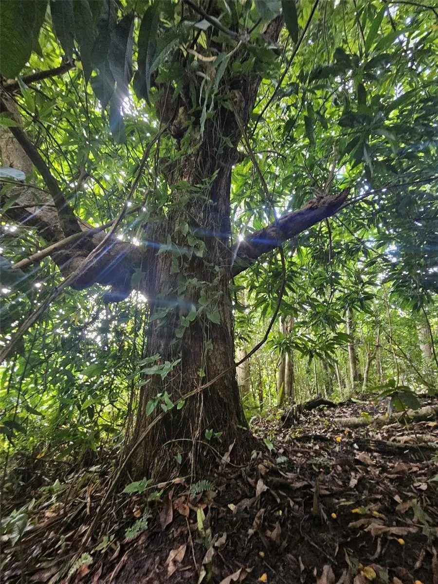 PR 970 MAIZALES WARD Naguabo, PR 00718