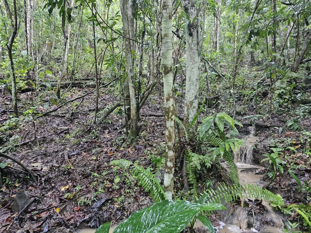 PR 970 MAIZALES WARD Naguabo, PR 00718