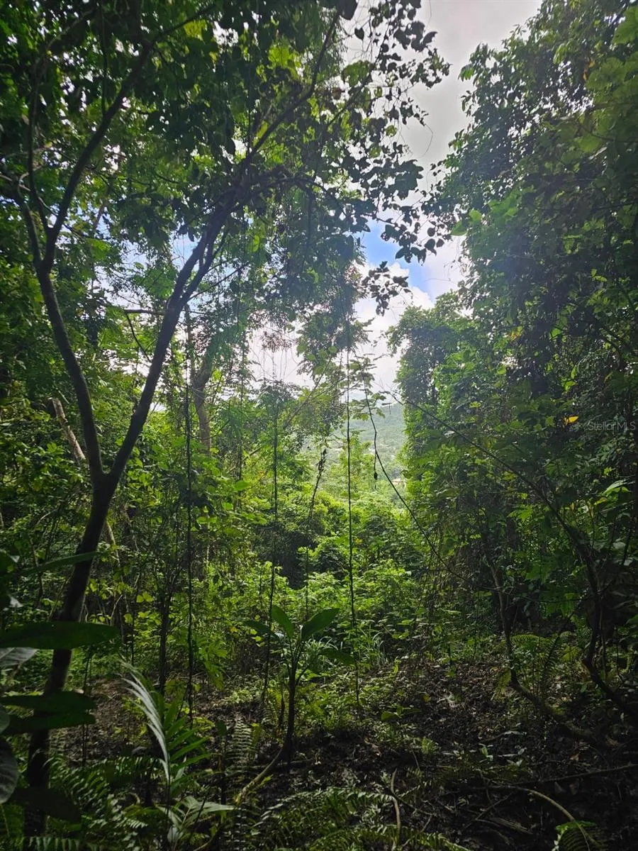 PR 970 MAIZALES WARD Naguabo, PR 00718