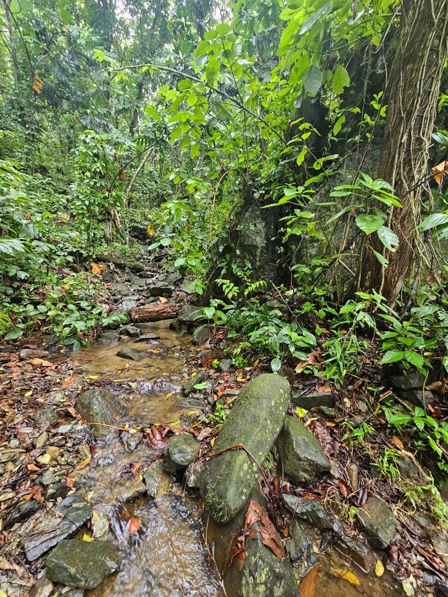 PR 970 MAIZALES WARD Naguabo, PR 00718