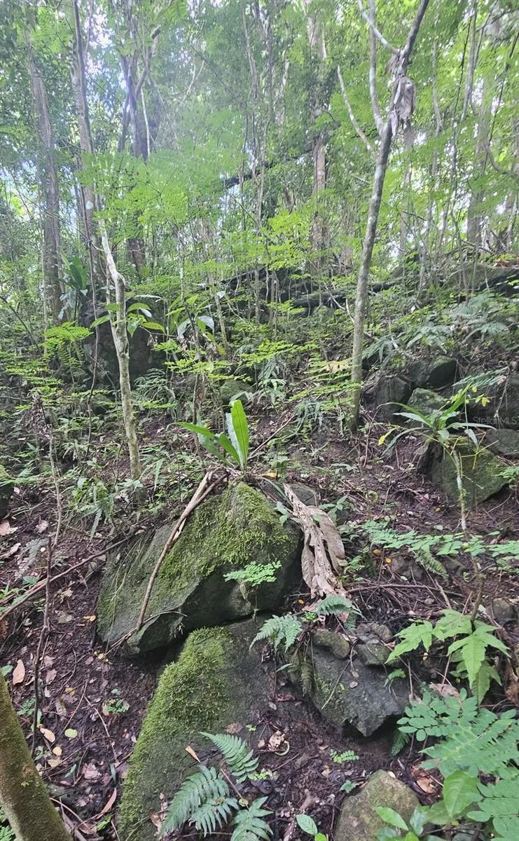 PR 970 MAIZALES WARD Naguabo, PR 00718