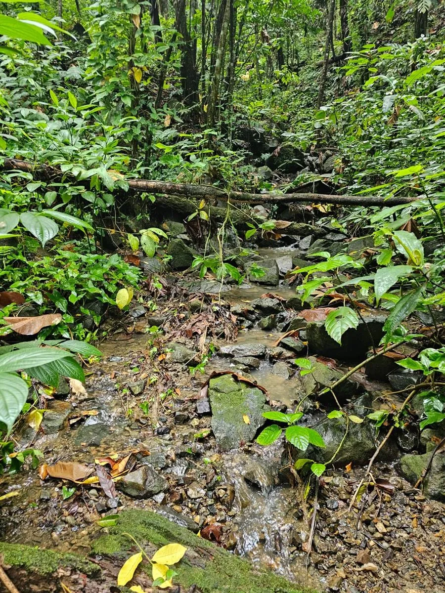 PR 970 MAIZALES WARD Naguabo, PR 00718