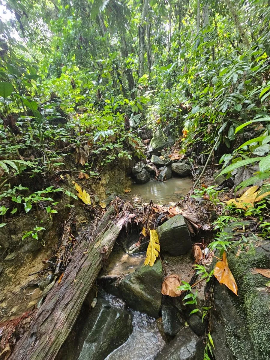 PR 970 MAIZALES WARD Naguabo, PR 00718