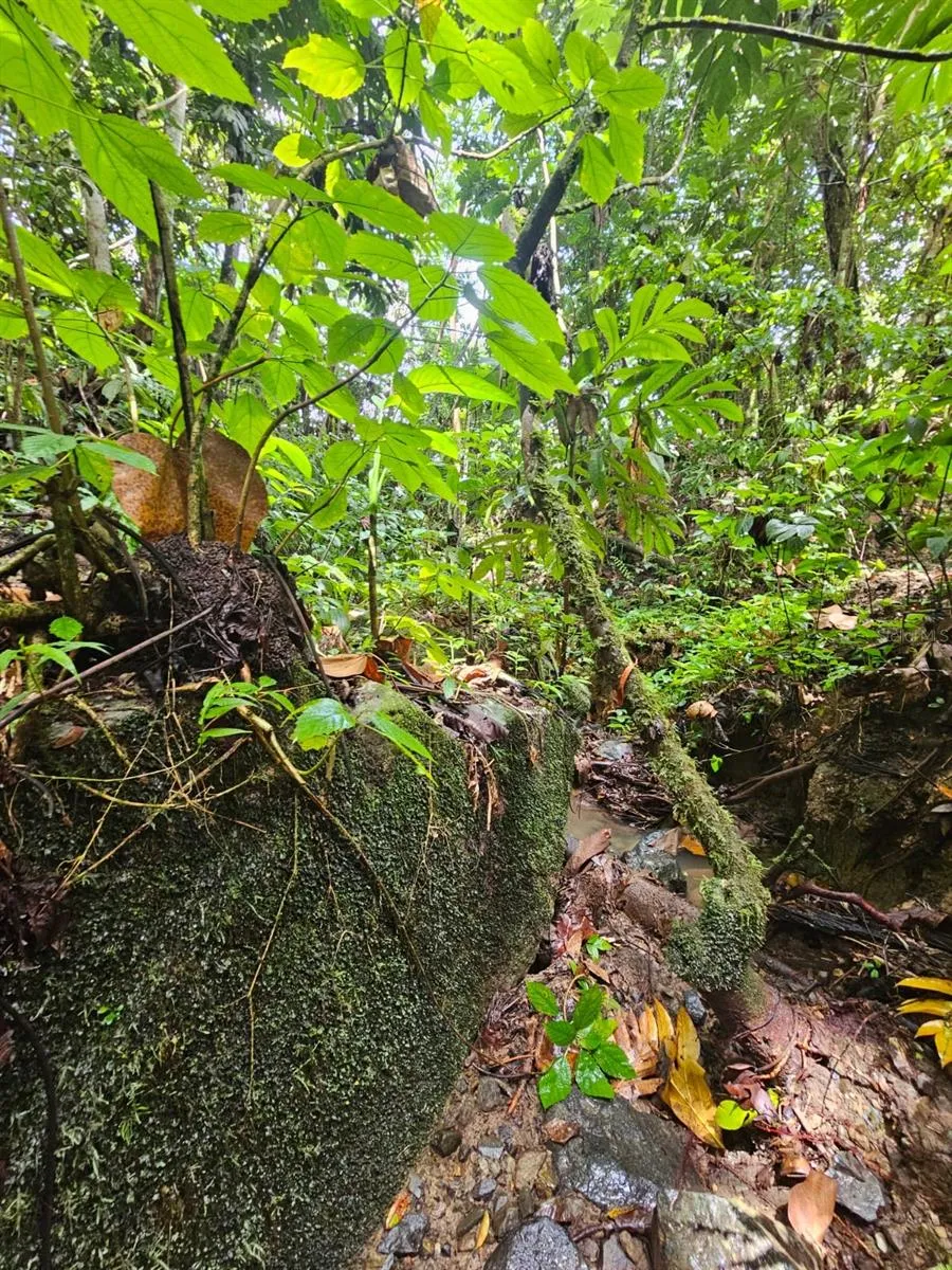 PR 970 MAIZALES WARD Naguabo, PR 00718