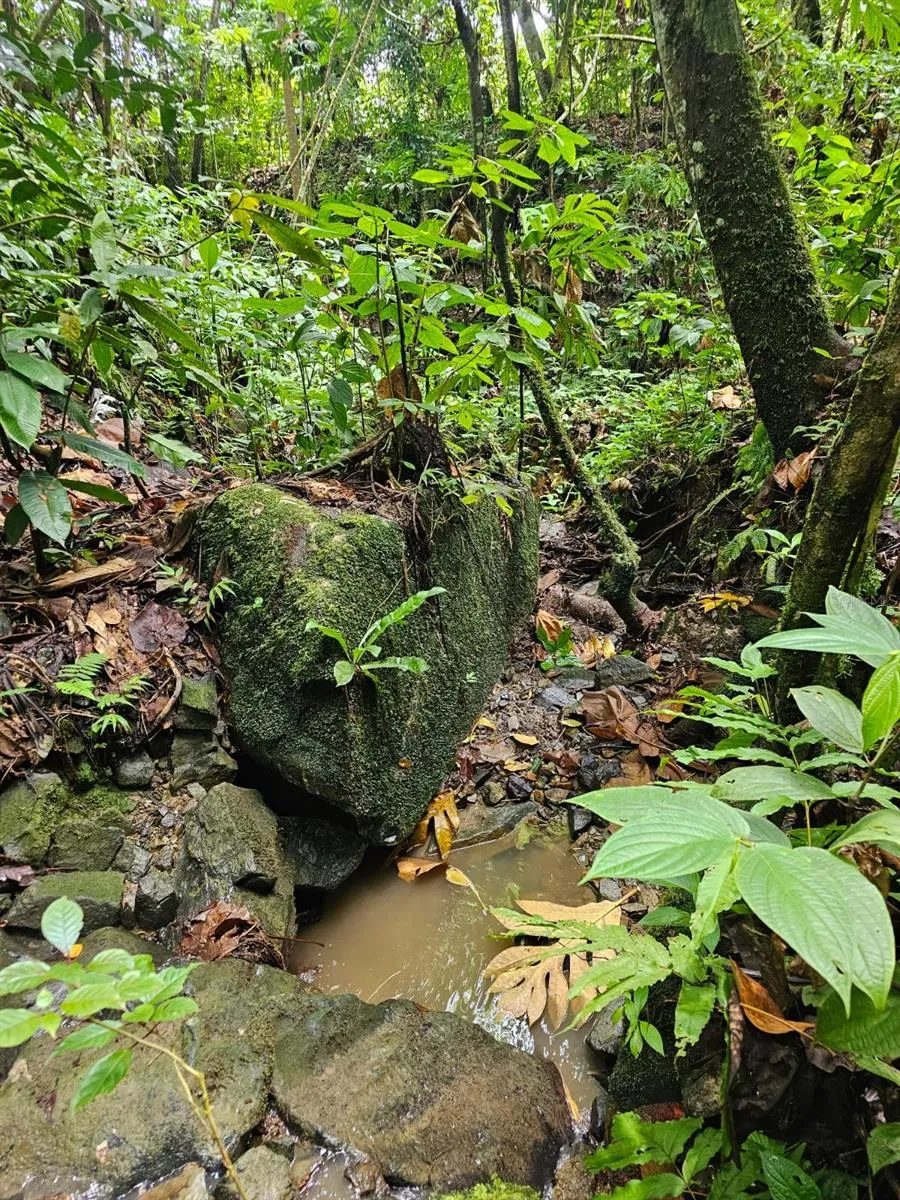 PR 970 MAIZALES WARD Naguabo, PR 00718