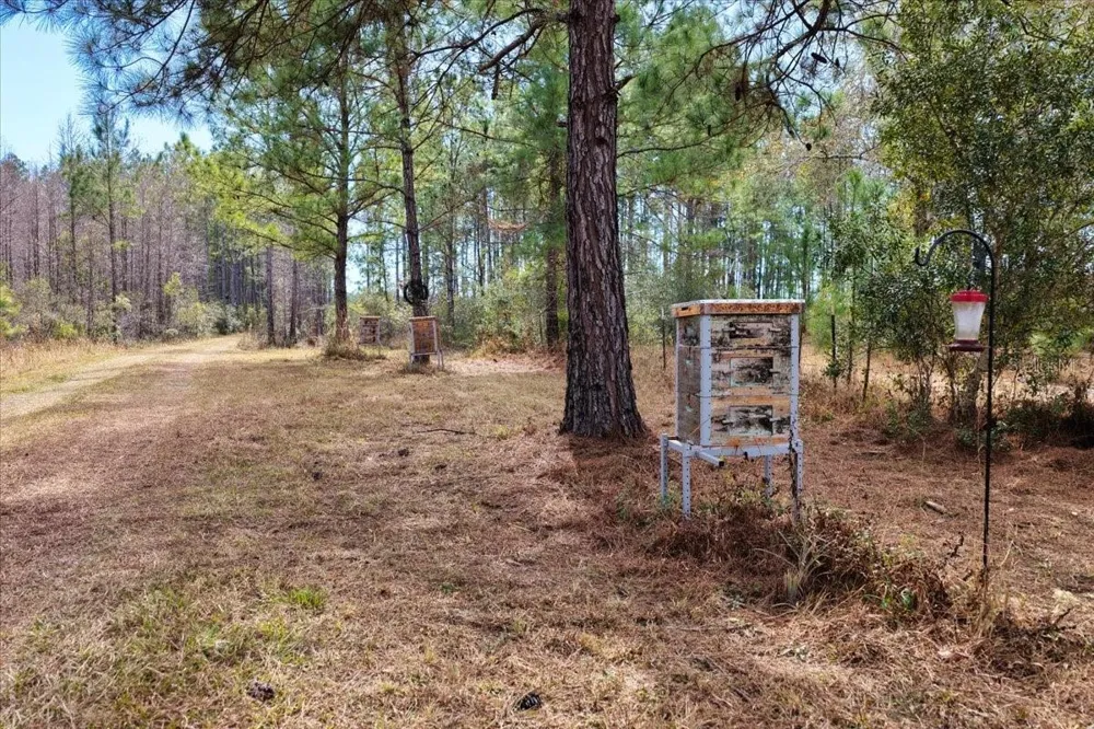 60 Acres NW CLYATT ROAD Chiefland, FL 32626