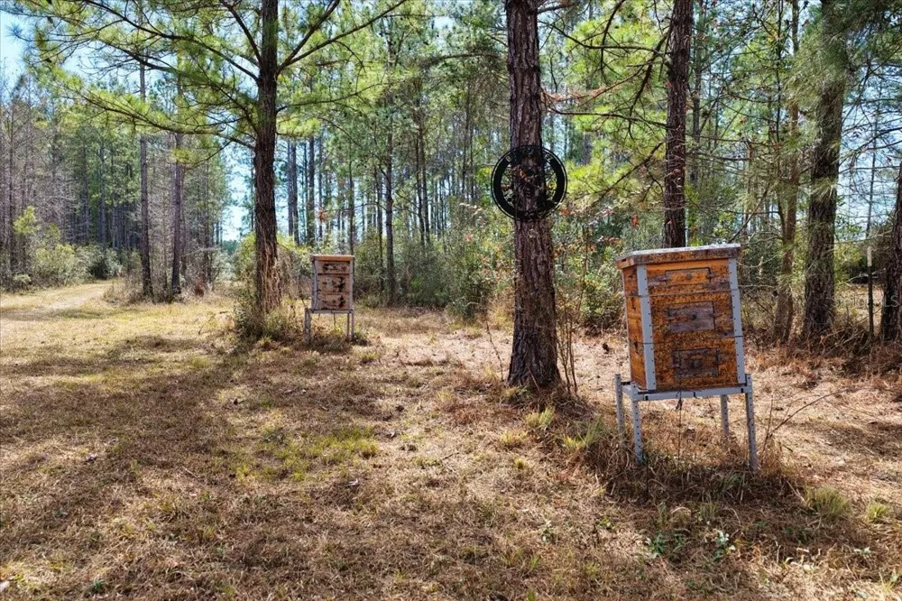 60 Acres NW CLYATT ROAD Chiefland, FL 32626