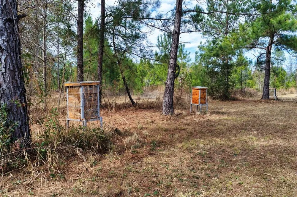 60 Acres NW CLYATT ROAD Chiefland, FL 32626