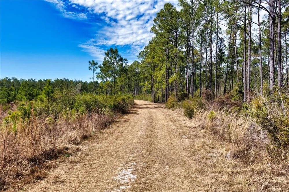 60 Acres NW CLYATT ROAD Chiefland, FL 32626