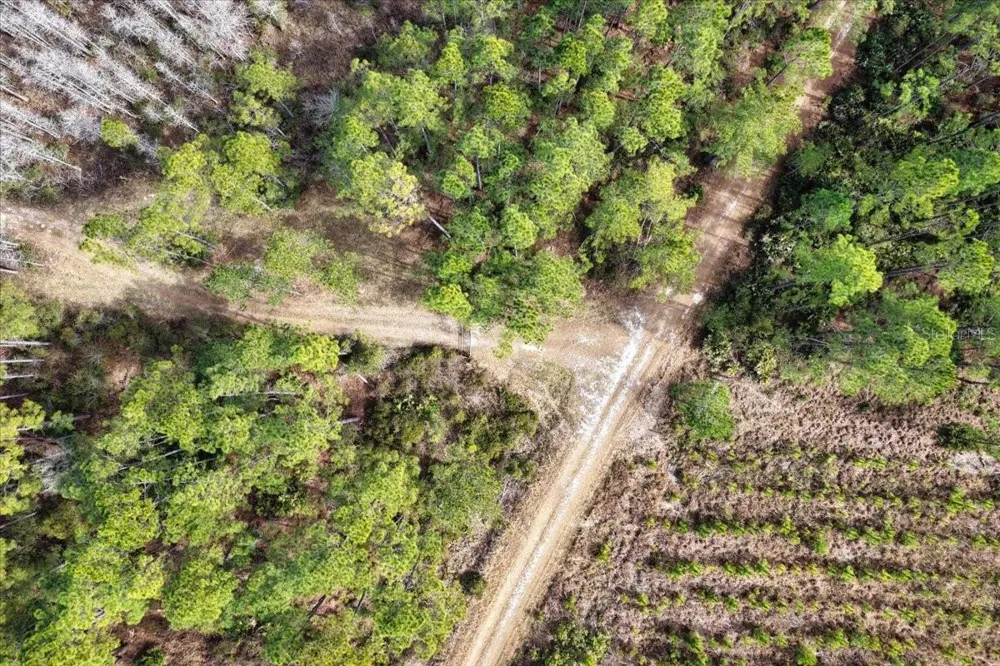60 Acres NW CLYATT ROAD Chiefland, FL 32626