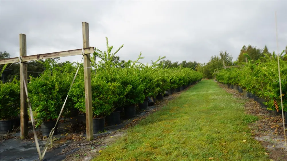 DOUGLAS ROAD Groveland, FL 34736