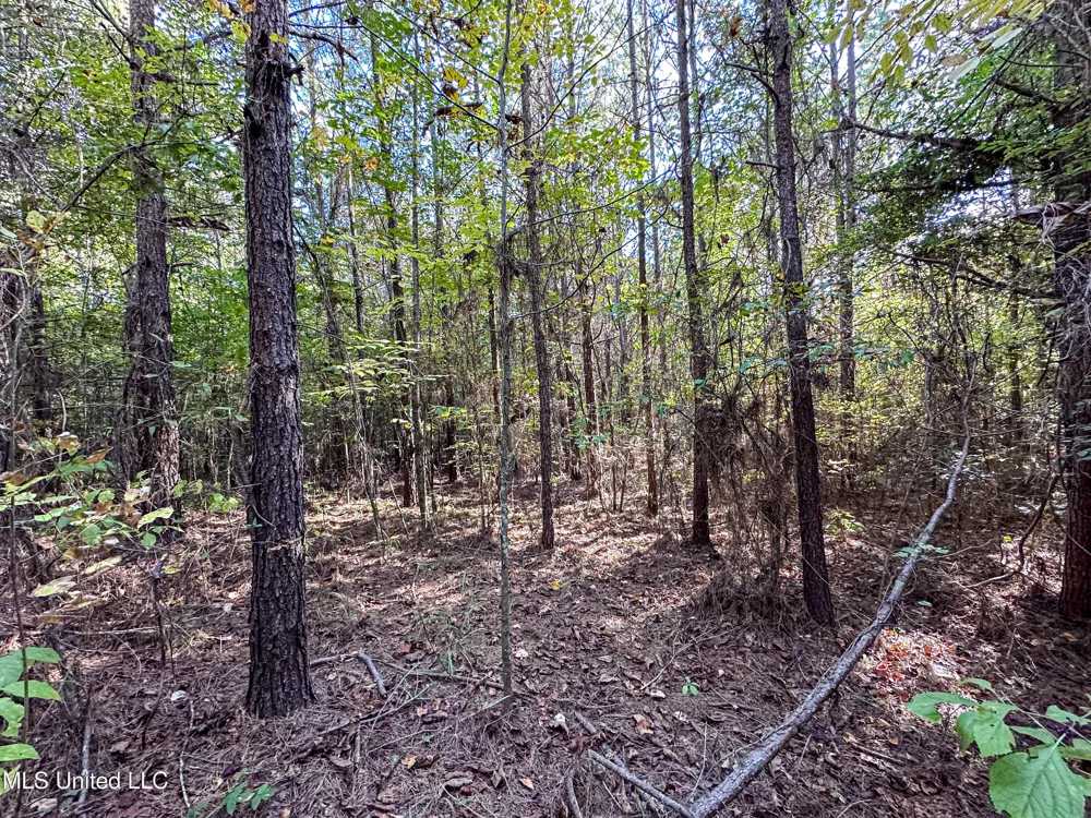 01 Mississippi 331 Paris, MS 38949