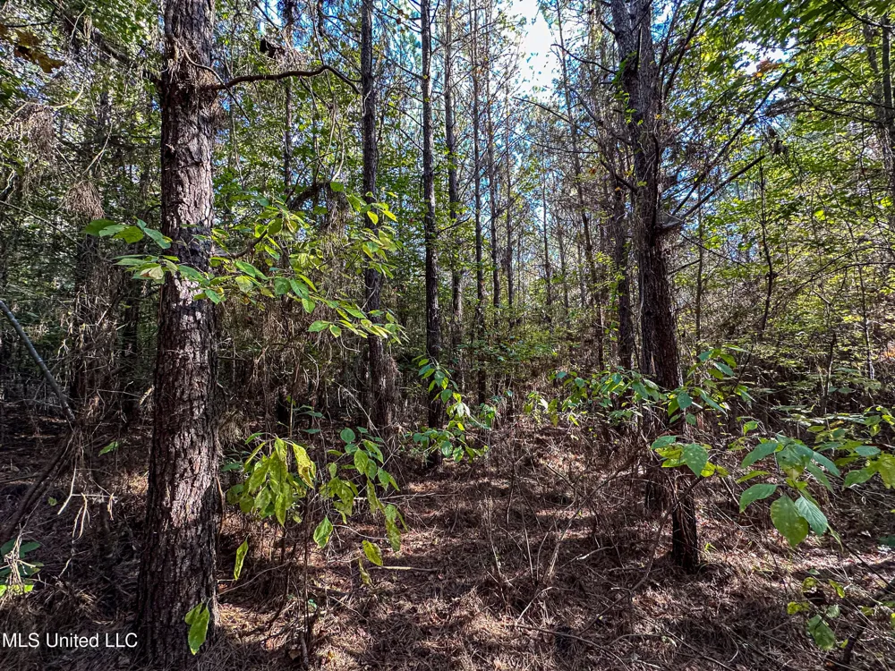 01 Mississippi 331 Paris, MS 38949