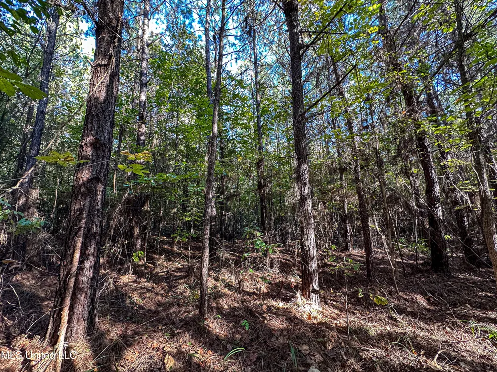 01 Mississippi 331 Paris, MS 38949
