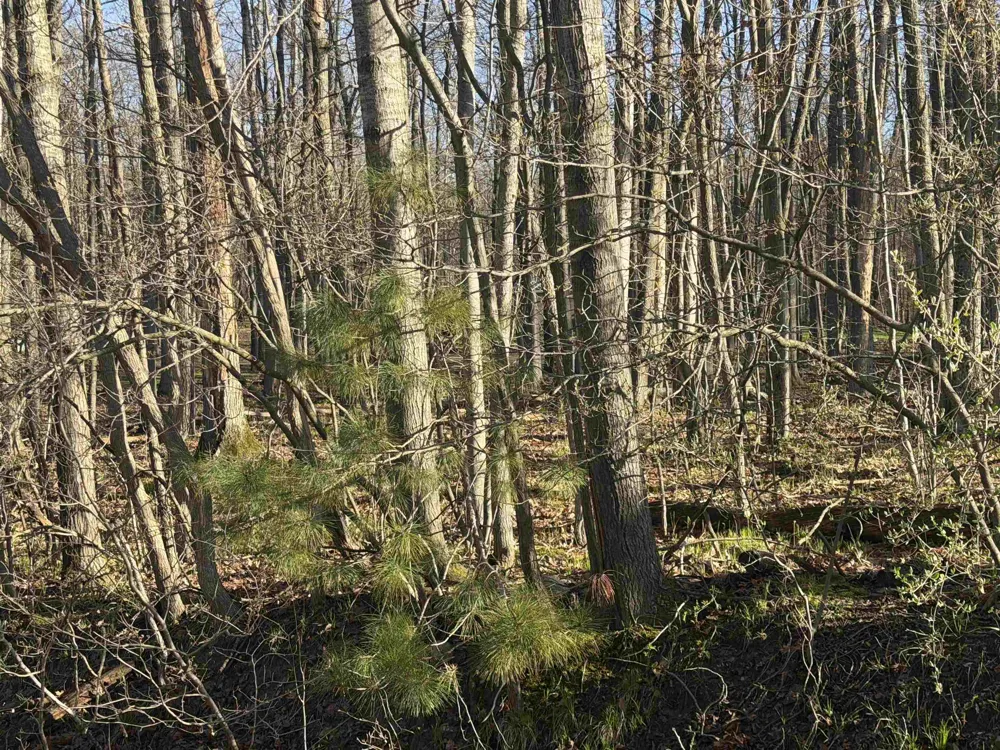 Squirrel Run Lincoln Township, MI 48622