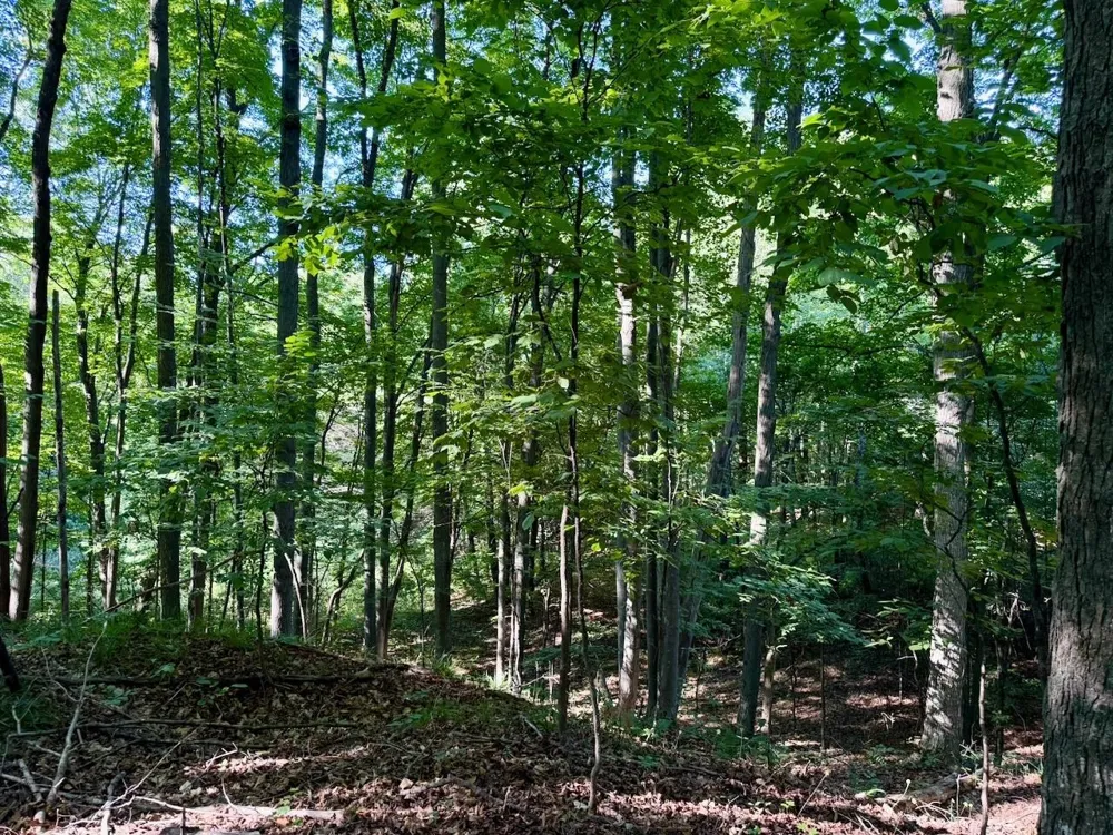 Alden Meadows Drive Helena Township, MI 49612