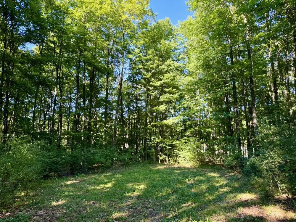 Alden Meadows Drive Helena Township, MI 49612