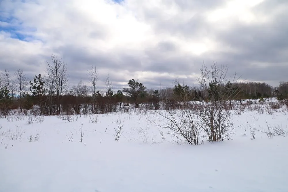 6412 Lora Bette Drive Littlefield Township, MI 49706