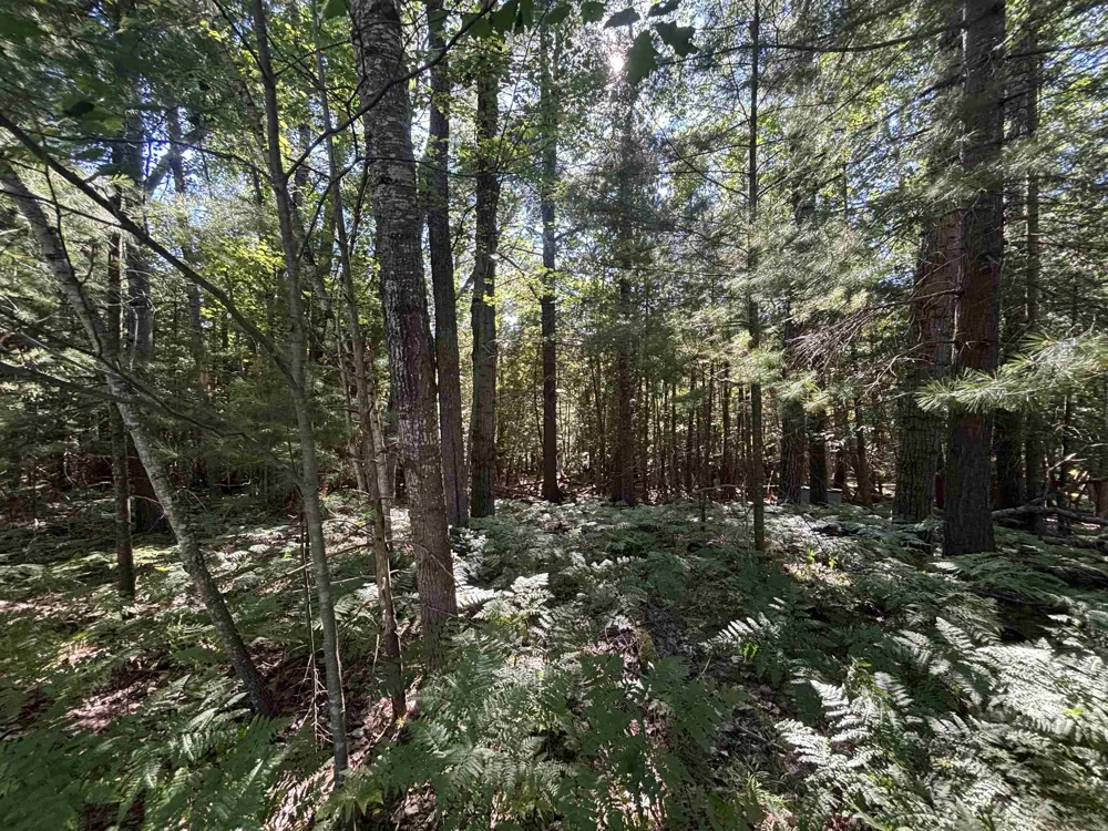 4715 Springbrook Drive Acme Township, MI 49690