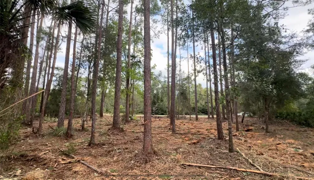 107 S GEORGETOWN POINT ROAD Georgetown, FL 32139