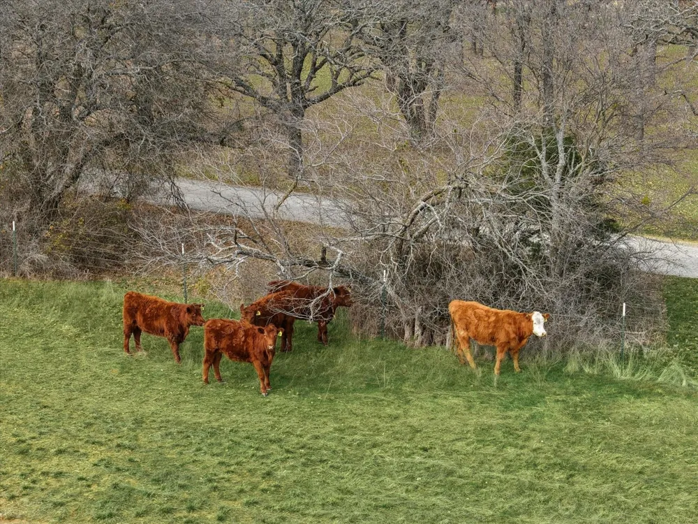 Fm 4 Jacksboro, TX 76458