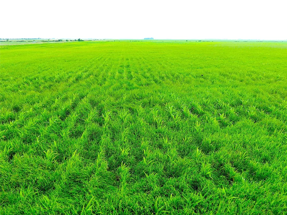 768 Million Dollar Road Palacios, TX 77465