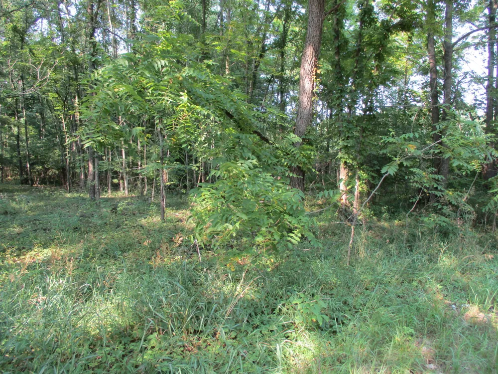 105th Avenue #Parcel 04 Pullman, MI 49450