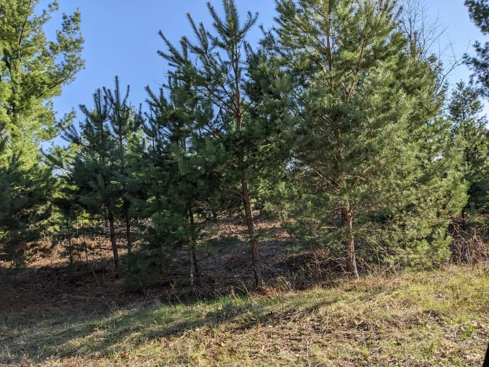 Bergstrom Drive Kaleva, MI 49645