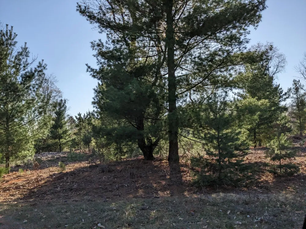 Bergstrom Drive Kaleva, MI 49645