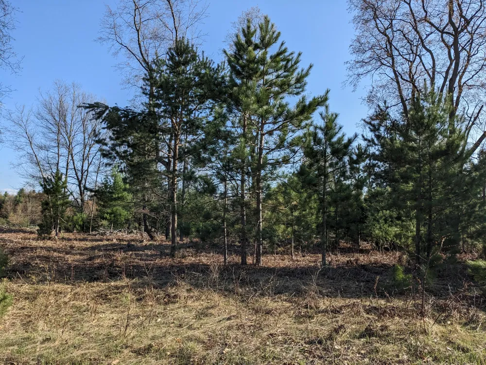 Bergstrom Drive Kaleva, MI 49645
