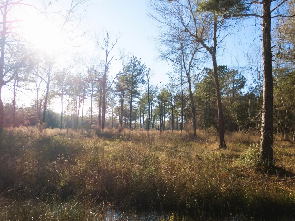 12 Acres Off W Relza Rd Splendora, TX 77372