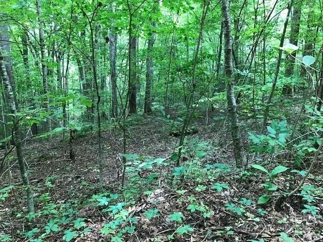 00 Red Oak Lane #Lot #24 Burnsville, NC 28714