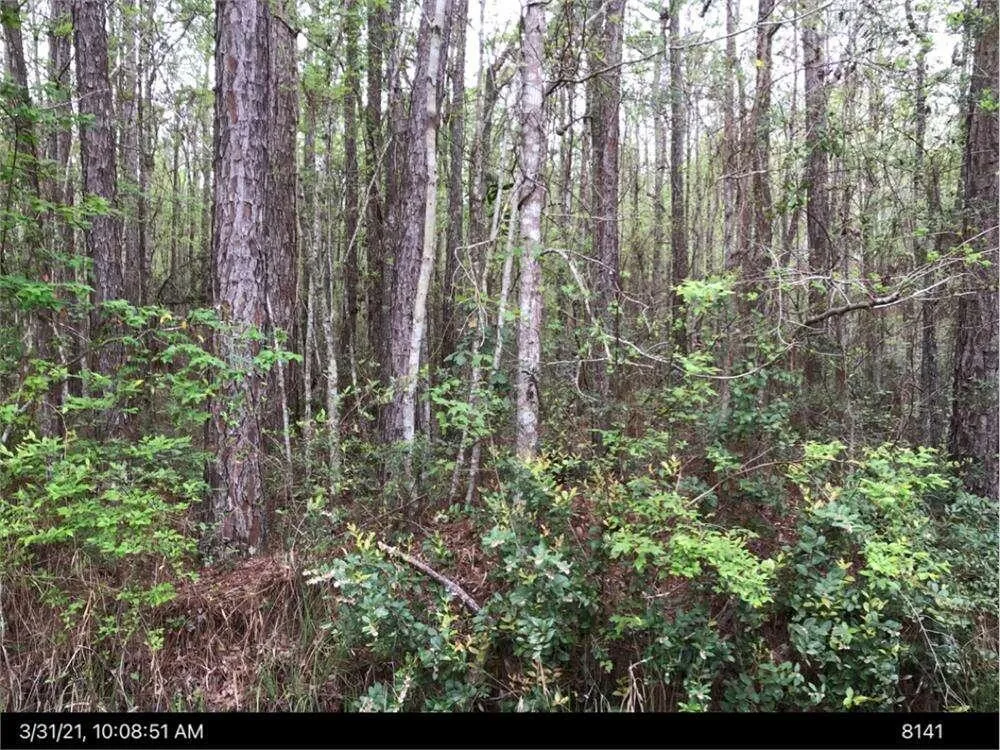 LOT 35 Lewis LN Townsend, GA 31331