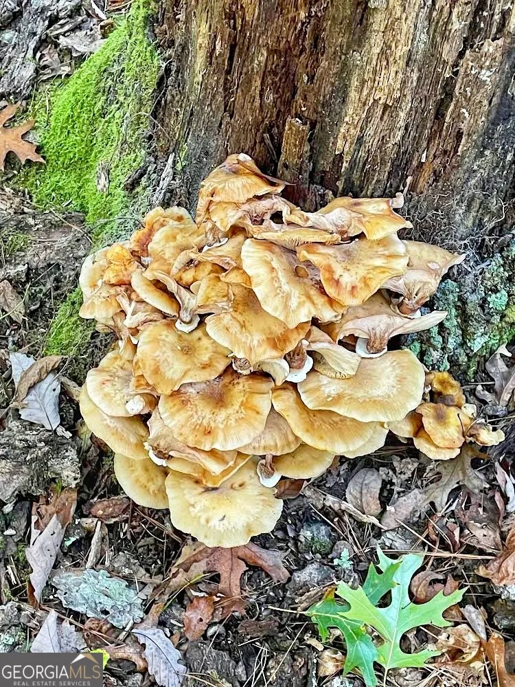 0 Blue Ridge Gap RD Rabun Gap, GA 30568