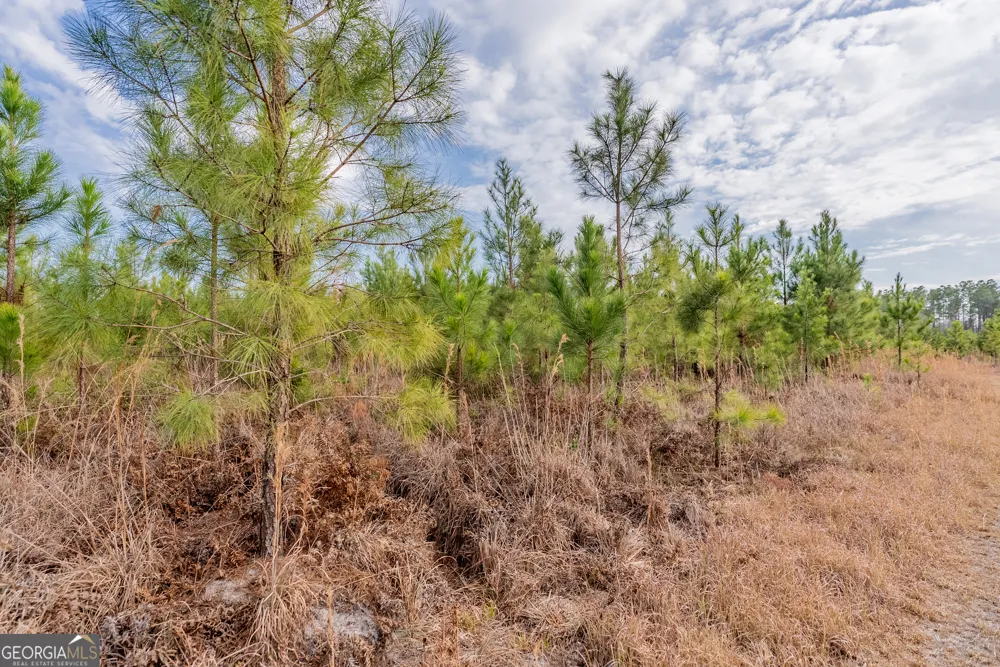 TRACT 3 Reddish RD Odum, GA 31555
