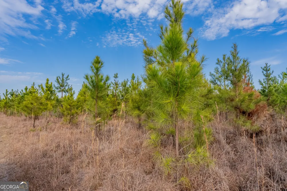 TRACT 3 Reddish RD Odum, GA 31555