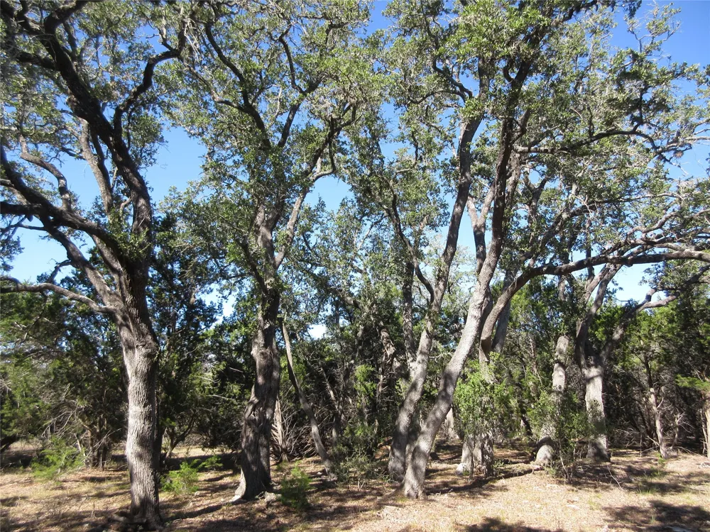 36 Mustang Valley Trail Wimberley, TX 78676