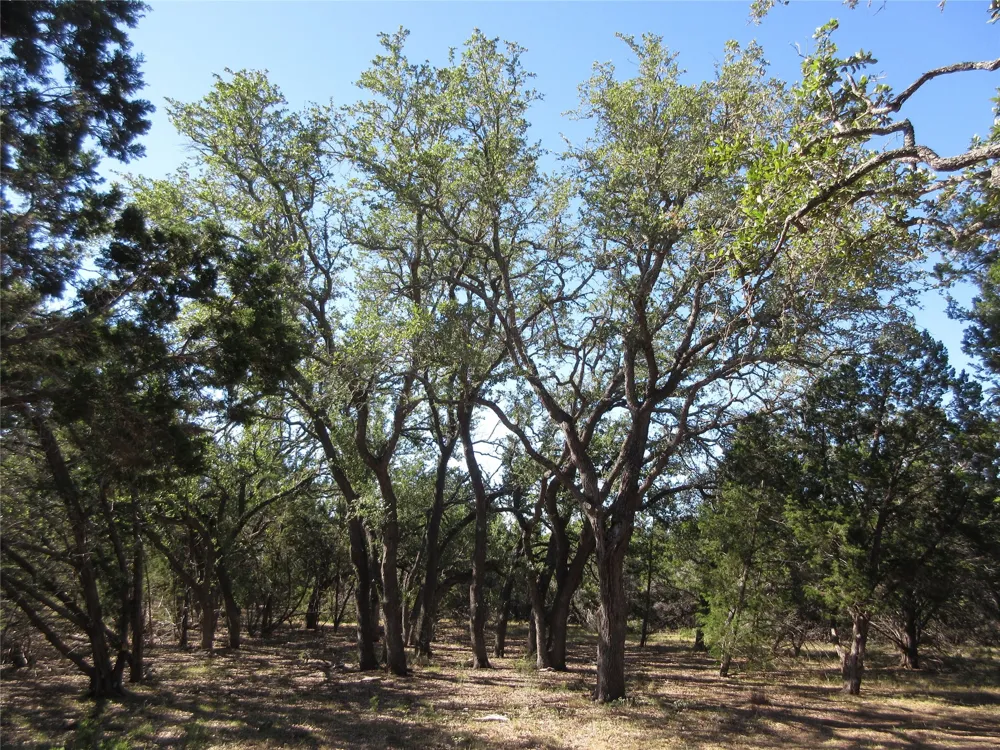 36 Mustang Valley Trail Wimberley, TX 78676