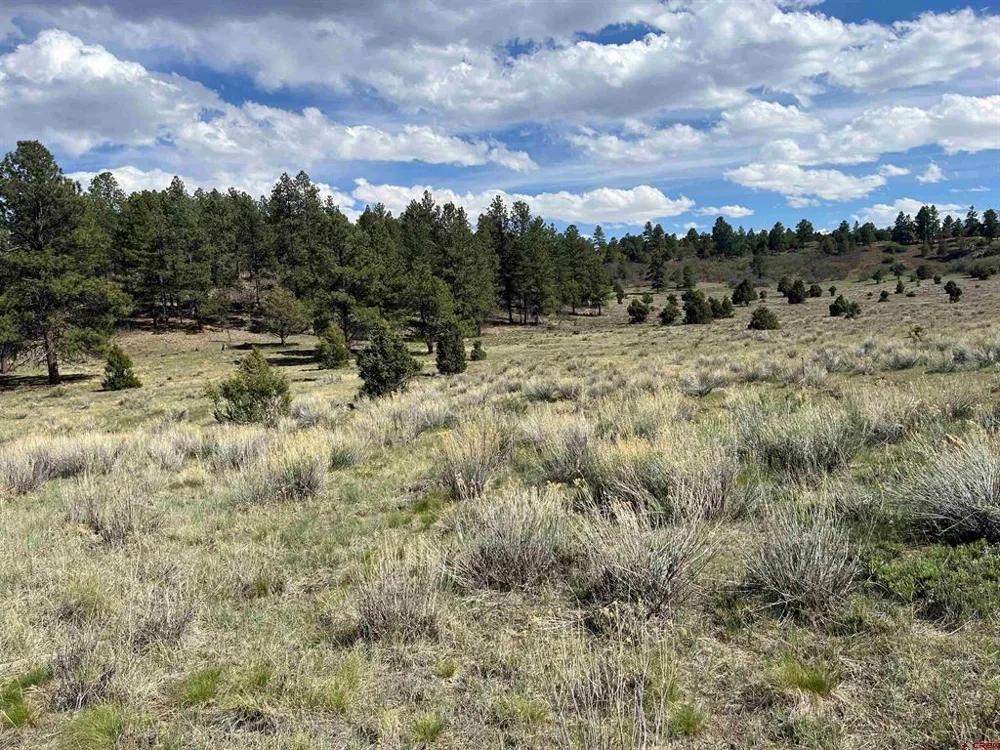 White Tail Lane Ridgway, CO 81432