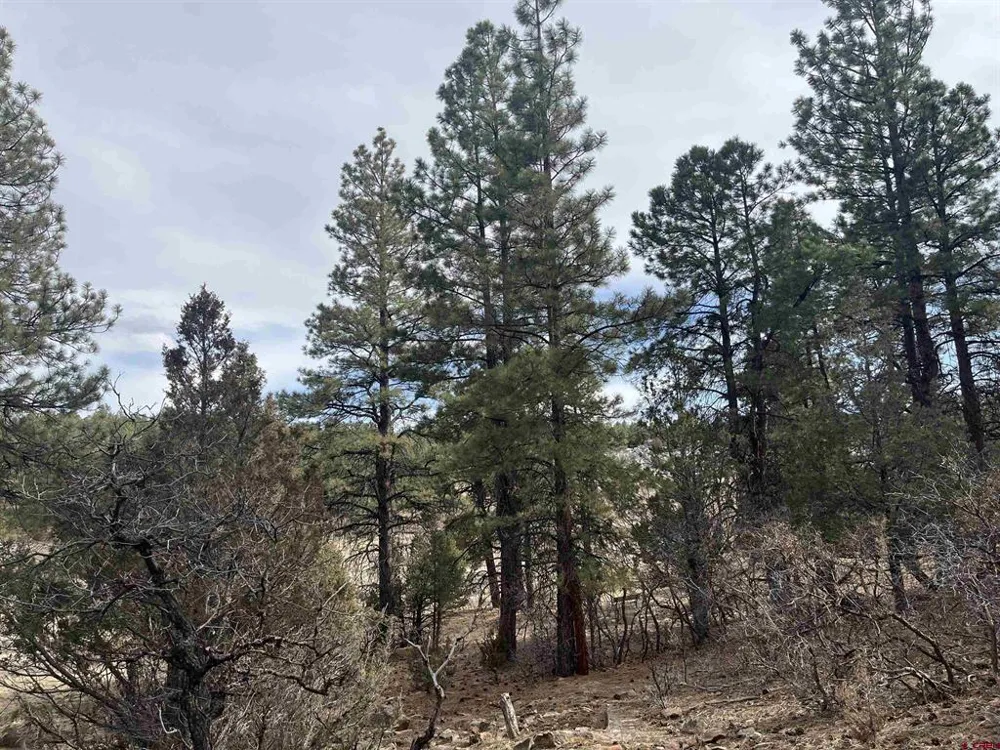 White Tail Lane Ridgway, CO 81432