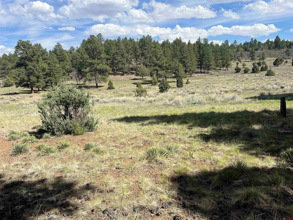 White Tail Lane Ridgway, CO 81432