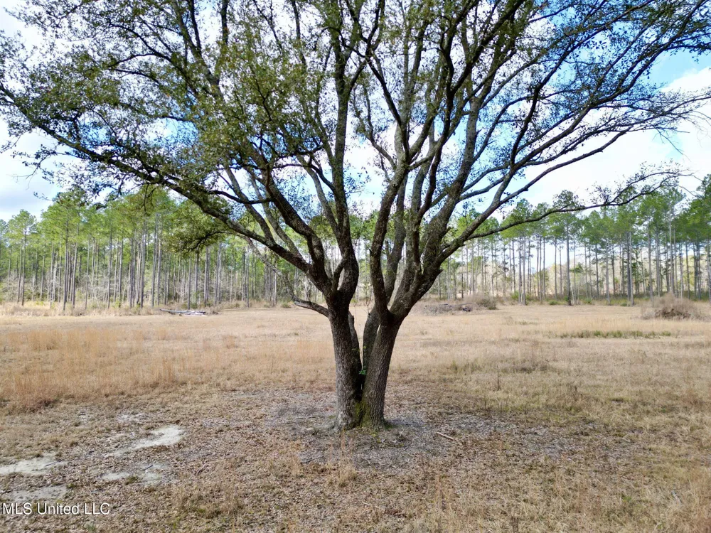 35 Thompson Lane Carriere, MS 39426